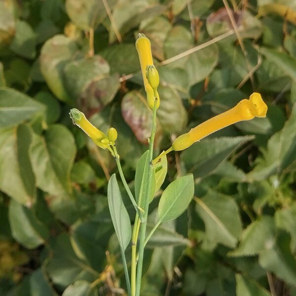 Palán palán / Gandul (Nicotiana glauca) semillas