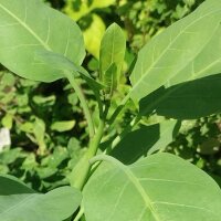 Palán palán / Gandul (Nicotiana glauca) semillas