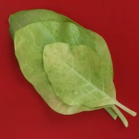 Tabaco mapacho (Nicotiana rustica) semillas