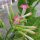 Tabaco Virginia Virginia Gold (Nicotiana tabacum) semillas