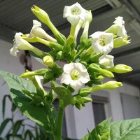 Tabaco Oriental Samsoun (Nicotiana tabacum) semillas