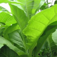 Tabaco Kentucky (Nicotiana tabacum) semillas