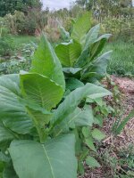 Tabaco Badischer Geudertheimer (Nicotiana tabacum) semillas