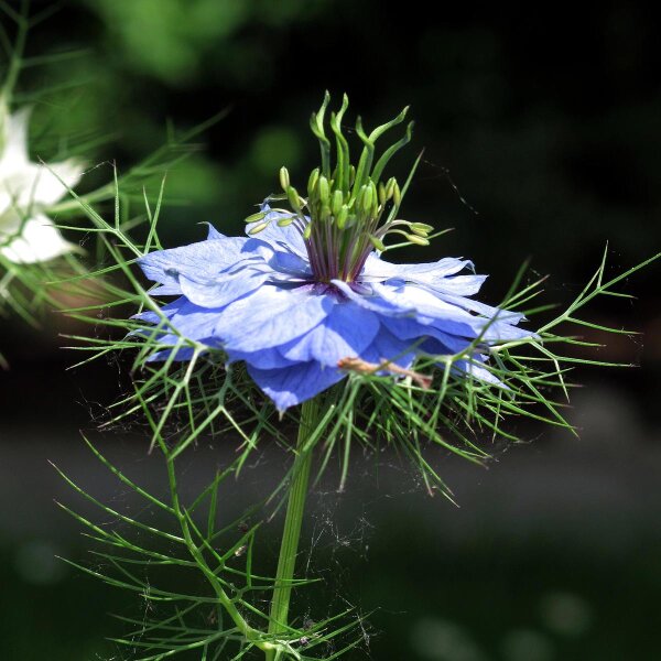 Arañuela (Nigella damascena) semillas