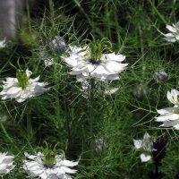 Arañuela (Nigella damascena) semillas