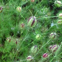 Arañuela (Nigella damascena) semillas