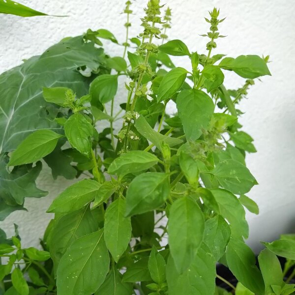 Albahaca de limón (Ocimum americanum) semillas