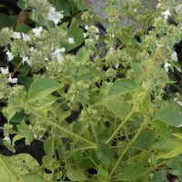 Albahaca de limón (Ocimum americanum) semillas