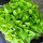 Albahaca de limón (Ocimum americanum) semillas