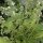Albahaca de limón (Ocimum americanum) semillas