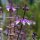 Albahaca tailandesa (Ocimum basilicum) semillas