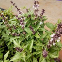 Alhábega persa (Ocimum basilicum) semillas