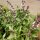 Alhábega persa (Ocimum basilicum) semillas