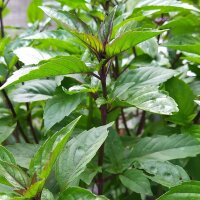 Albahaca de canela mexicana (Ocimum basilicum) semillas