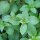 Albahaca de canela mexicana (Ocimum basilicum) semillas