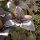 Albahaca morada (Ocimum basilicum) semillas