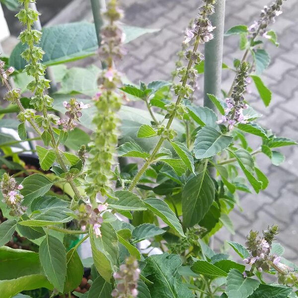 Albahaca silvestre (Ocimum canum) semillas