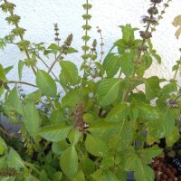 Albahaca silvestre (Ocimum canum) semillas