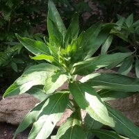 Onagra común (Oenothera biennis) semillas