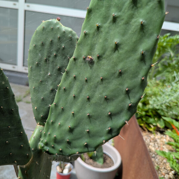 Chumbera (Opuntia ficus-indica) semillas