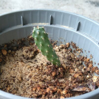 Chumbera (Opuntia ficus-indica) semillas