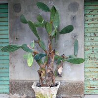 Chumbera (Opuntia ficus-indica) semillas