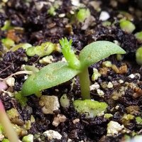 Chumbera (Opuntia ficus-indica) semillas
