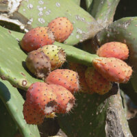 Chumbera (Opuntia ficus-indica) semillas