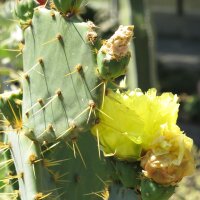 Higo chumbo (Opuntia phaeacantha) semillas