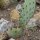 Higo chumbo (Opuntia phaeacantha) semillas