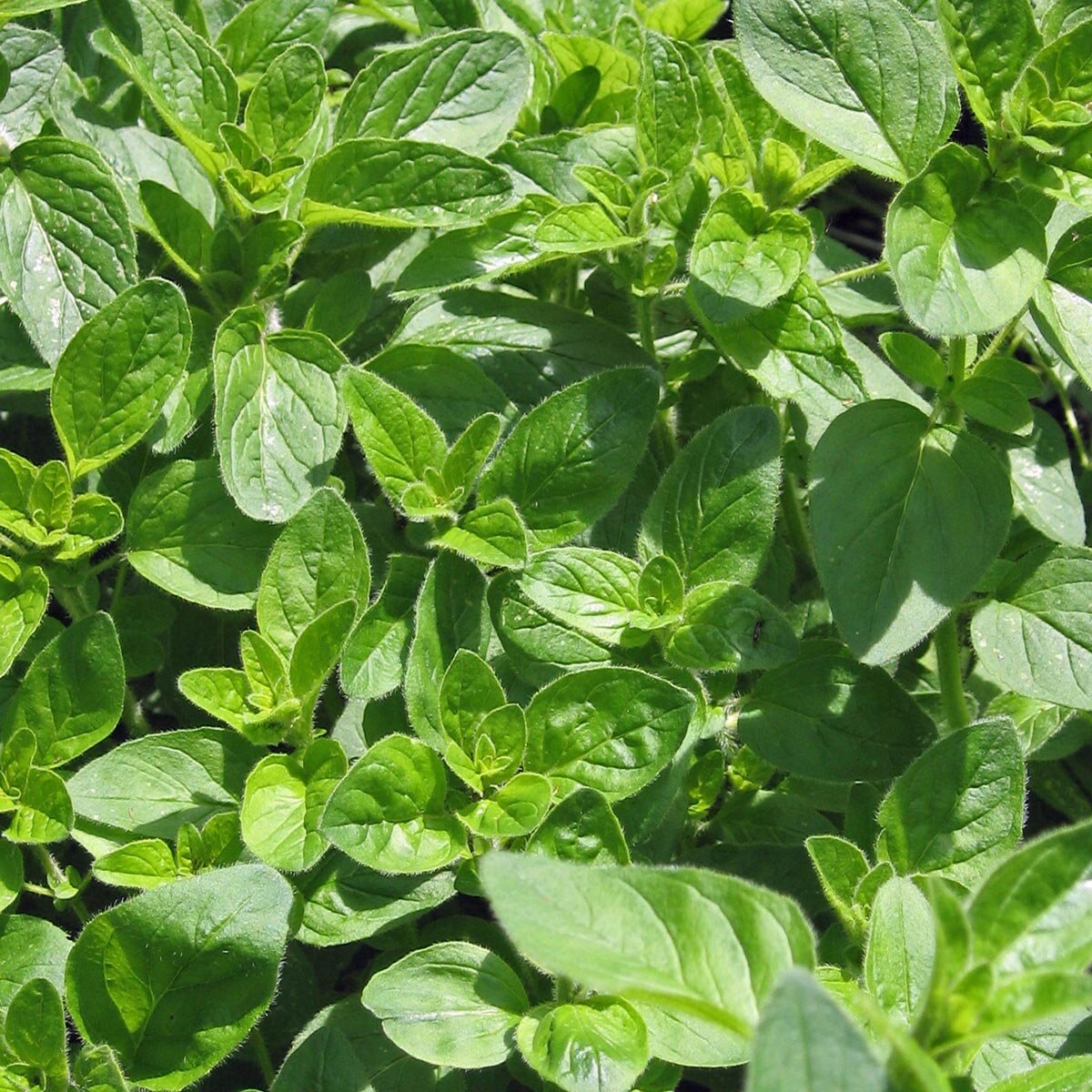 Germisem Semi Di Origano (Origanum Vulgare) 1g, Circa 4000 Semi, Per Coltivazione In Vaso O Giardino, Pianta Aromatica Facile Da Coltivare - 5