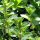 Mejorana (Origanum majorana) semillas