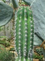 Chawe (Pachycereus pecten-aboriginum) semillas