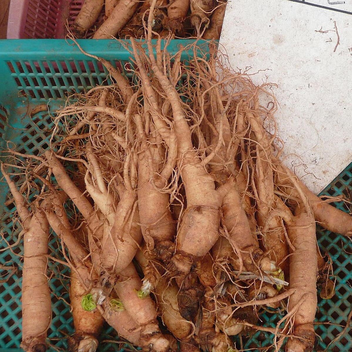 Semillas De Plantas Utilizadas En La Medicina Tradicional China