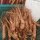 Ginseng (Panax ginseng) semillas