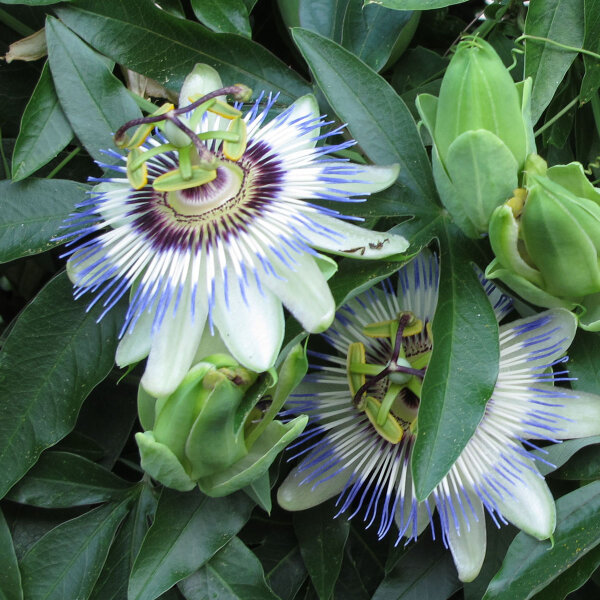 Burucuyá / flor de la pasión (Passiflora caerulea) semillas
