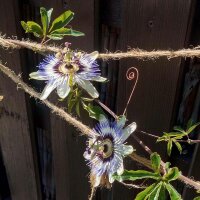 Burucuyá / flor de la pasión (Passiflora...