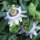 Burucuyá / flor de la pasión (Passiflora caerulea) semillas