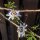 Burucuyá / flor de la pasión (Passiflora caerulea) semillas