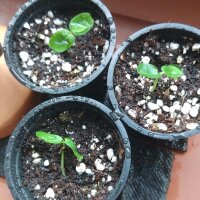 Pasionaria (Passiflora incarnata) semillas