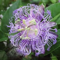 Pasionaria (Passiflora incarnata)
