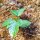 Pasionaria (Passiflora incarnata) semillas