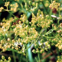 Chirivía (Pastinaca sativa ssp. sylvestris) semillas