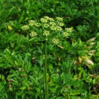 Perejil italiano liso (Petroselinum crispum var. neapolitanum) semillas