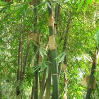 Bambú Moso (Phyllostachys pubescens) semillas