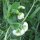 Tirabeque "Frühe Heinrich" (Pisum sativum) semillas