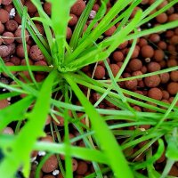 Hierba estrella / Minutina (Plantago coronopus) semillas