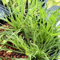 Hierba estrella / Minutina (Plantago coronopus) semillas