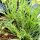Hierba estrella / Minutina (Plantago coronopus) semillas