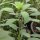 Quilquiña / Pápalo (Porophyllum ruderale ssp. macrocephalum) semillas